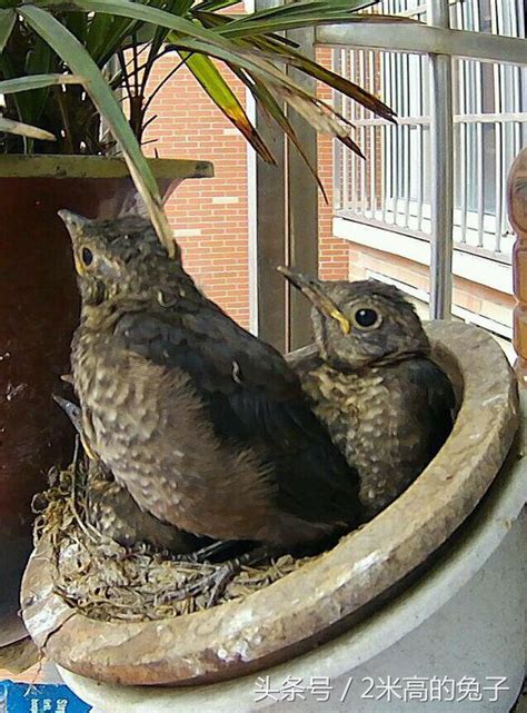 陽台有鳥築巢|【鳥在陽台築巢怎麼辦】鳥兒築巢霸佔陽台？不用傷牠們就能輕鬆。